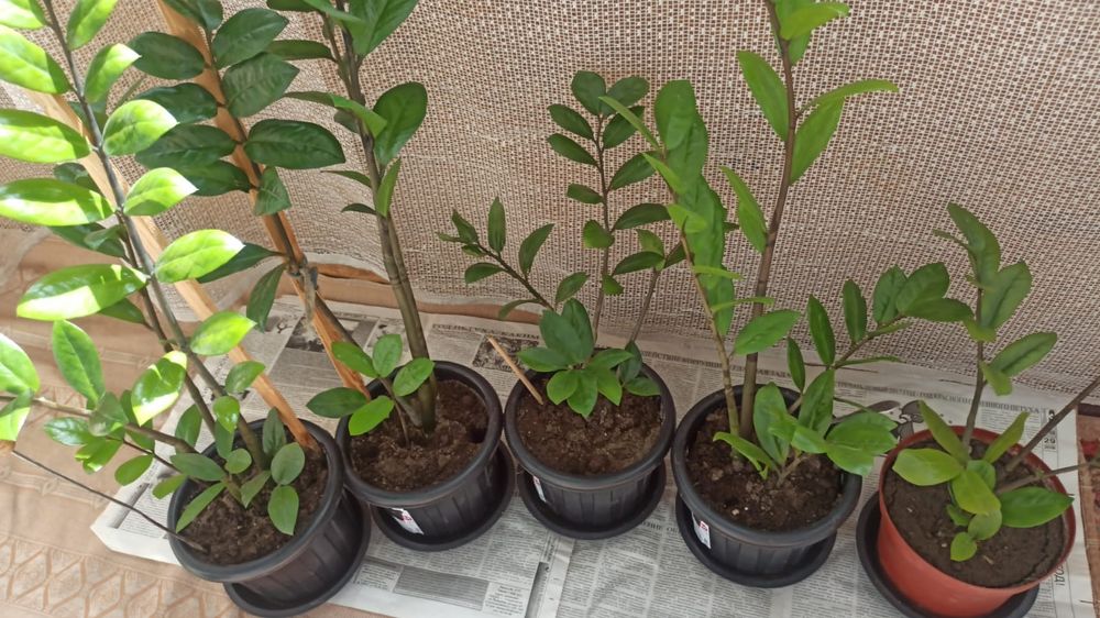 Продаются долларовое дерево Замиокулькас!