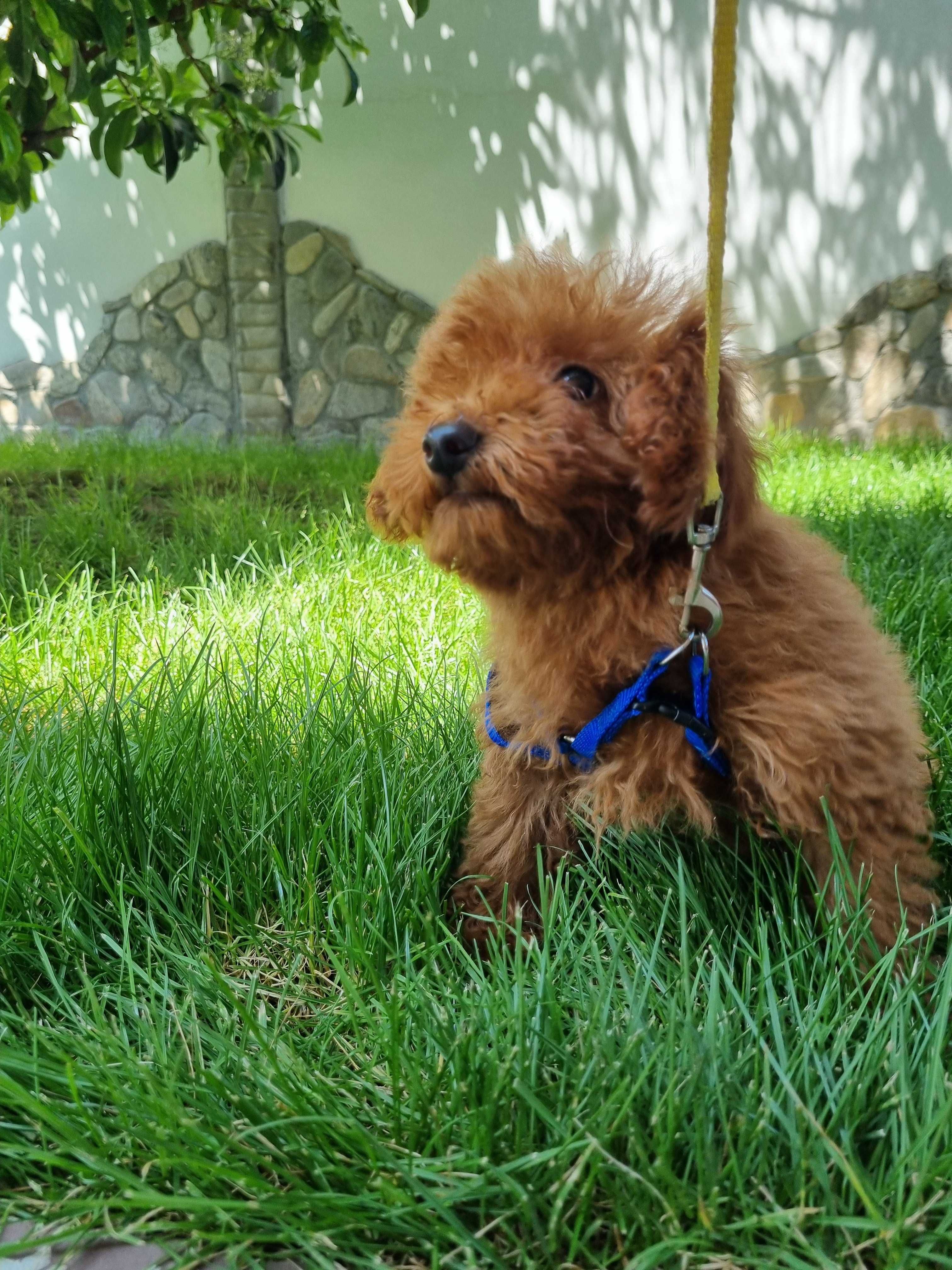 Пудел Той/ Toy Poodle