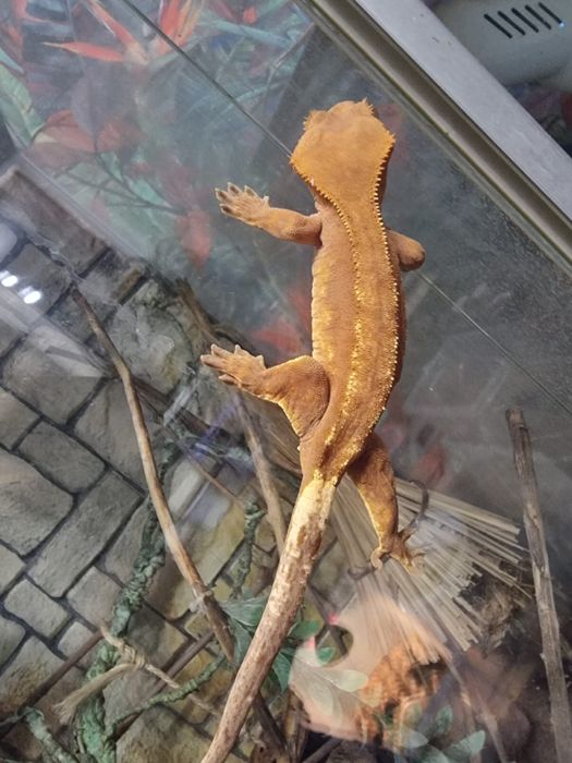 Продам Бананоедов