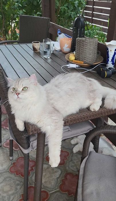 British longhair poze reale