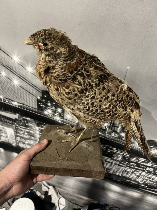 Препарирана Птица (добро състояние)