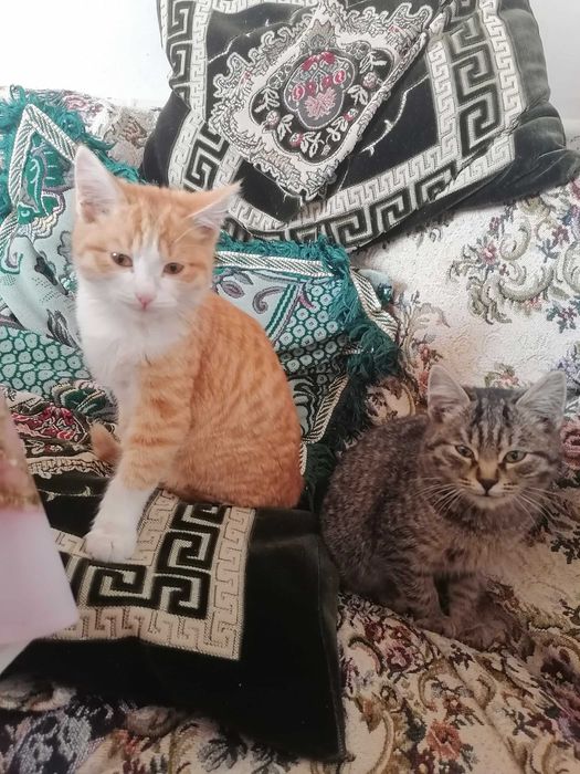 Отдам котят в хорошие руки