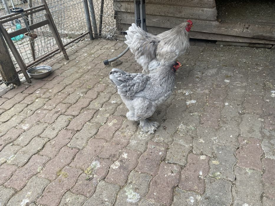 Vand fam.brahma albastru si brahma negru