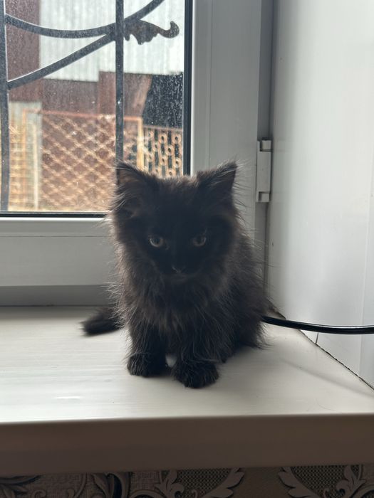 Отдам игривого котёнка в добрые руки