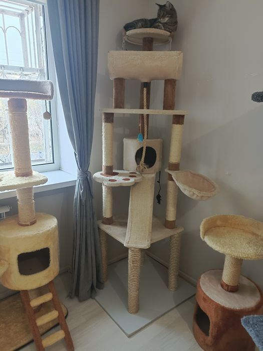 Больше когтеточки