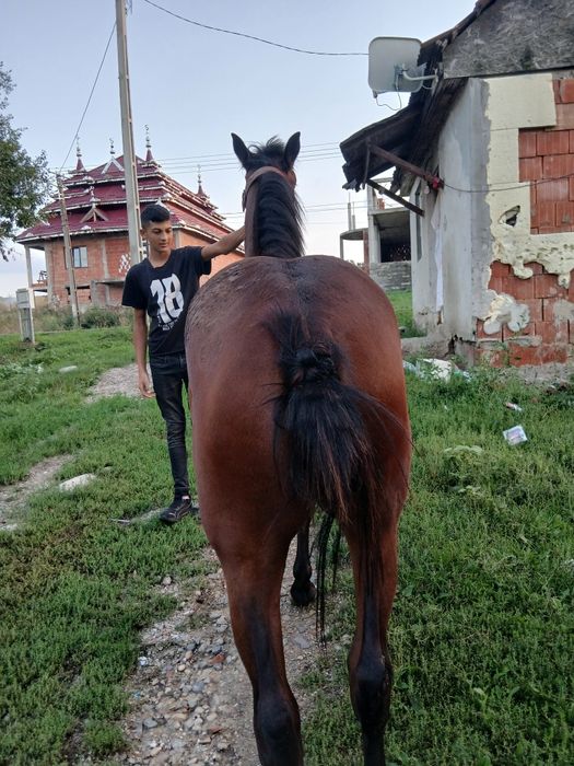 Vînd mînza de 1 ani si 2 lun urgent