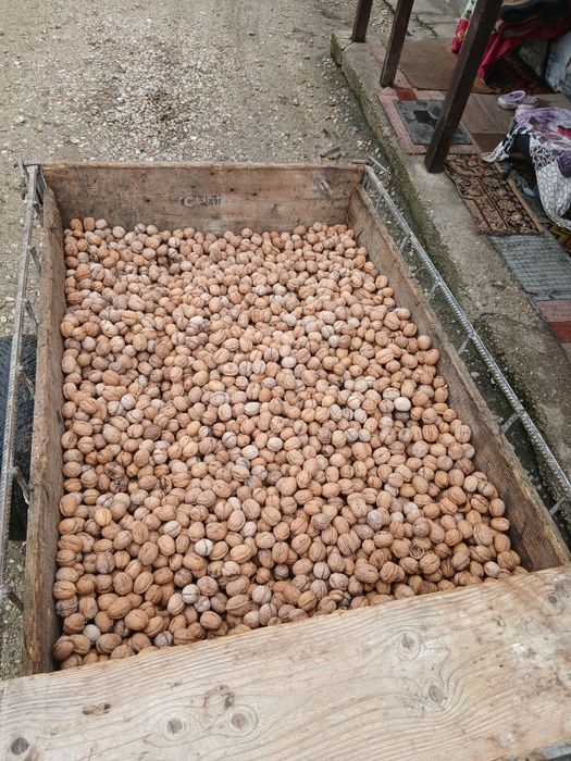 Nuci in coaja se dau toate grămadă cantitate 80 kg plus minus