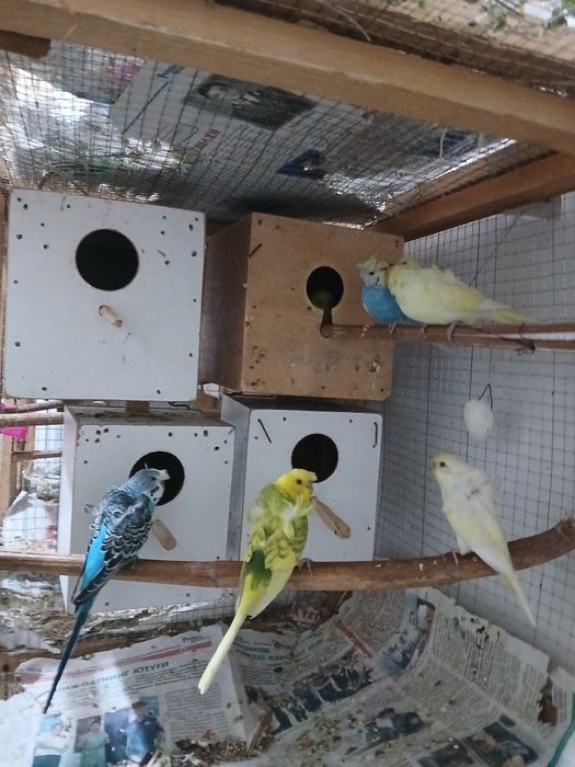 Babichkalar sotiladi soglom parasi 500 ming