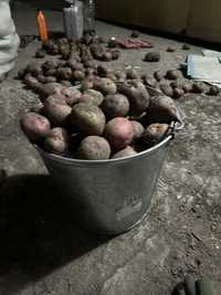 Семенная Картошка картофель