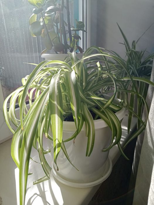 Продам цветы  комнатные.