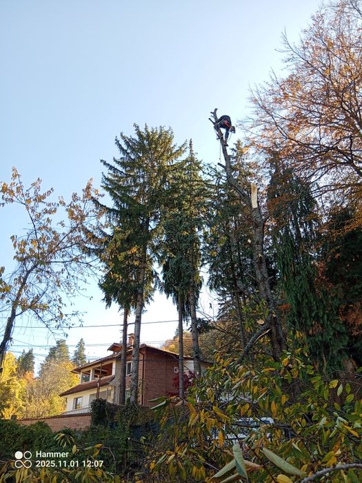 Рязане и кастене на дървета