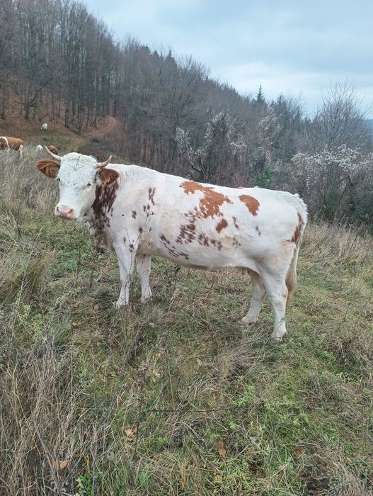Vand doua vaci blțata
