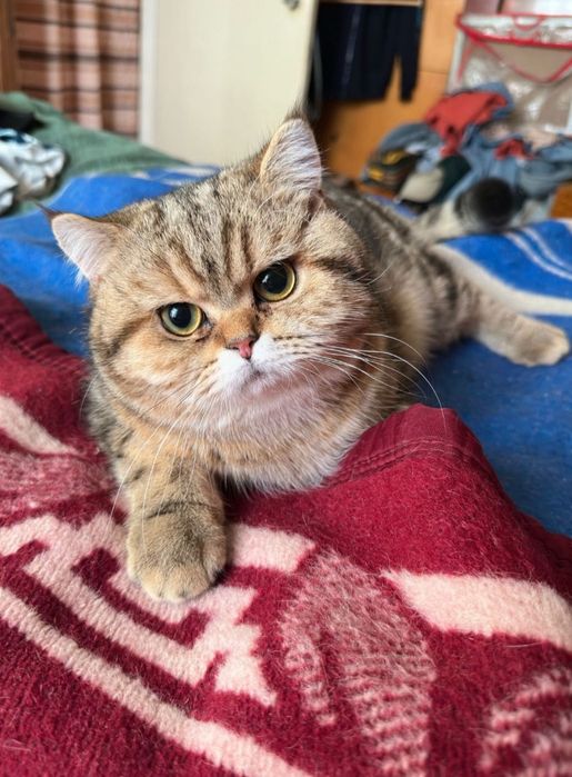 Вязка учун Царь Киз мушукларини таклиф килади!