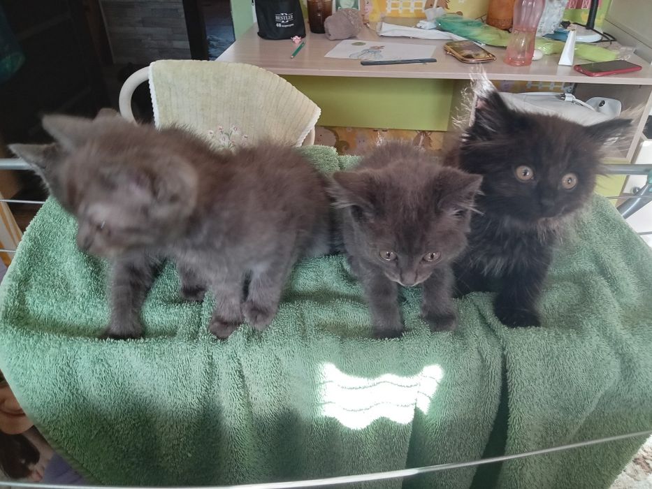 Котята пепельного окраса