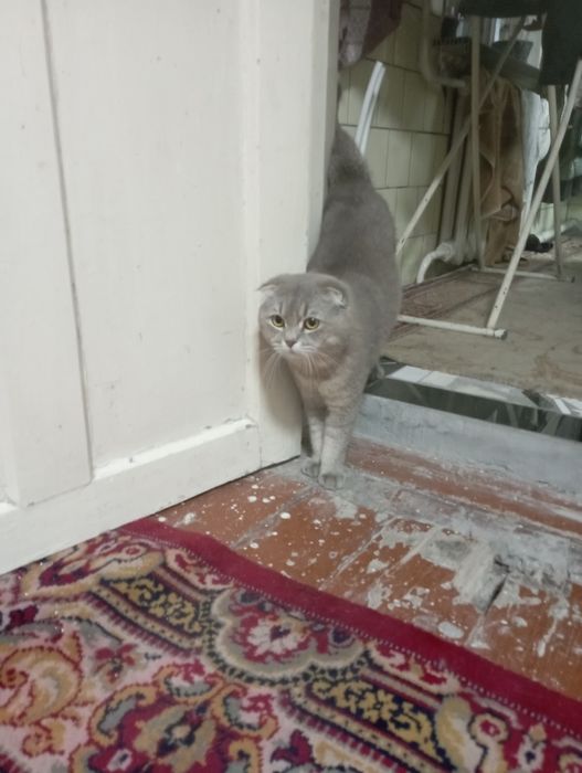 СОТИЛМАЙДИ !!!  Шу мушукка келин керак