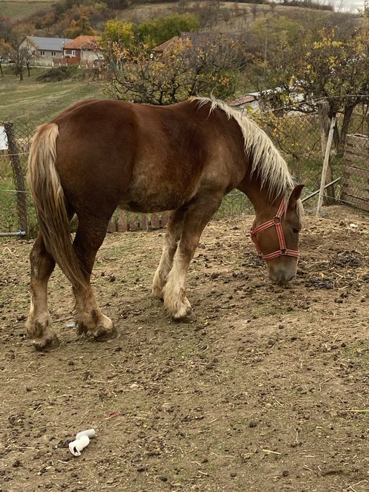 Manz de vanzare din cai foarte buni