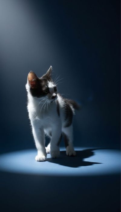 Отдаю котенка в хорошие, добрые руки