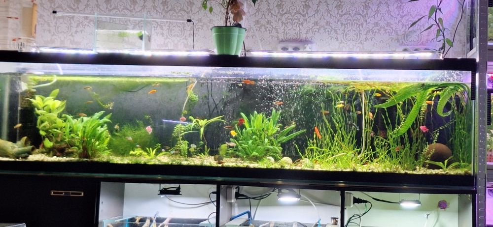 Продам аквариум 300л