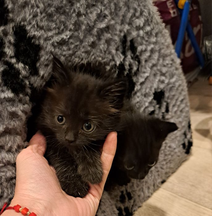 Отдам котят 1,5 мес