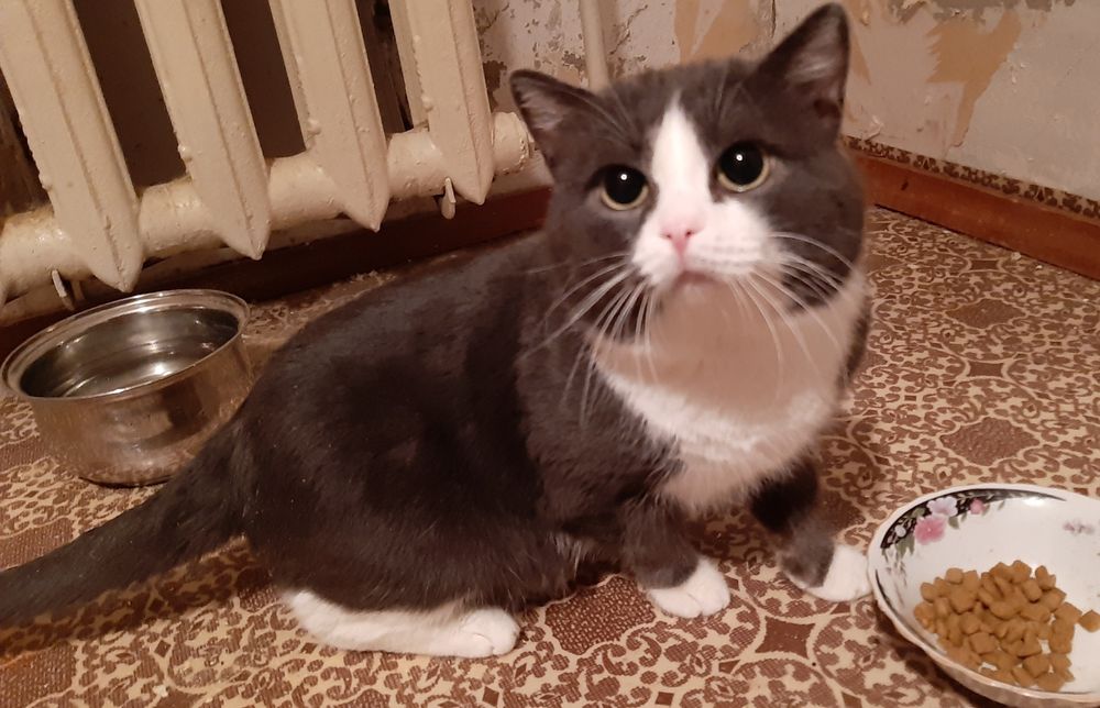 Василий Иванович в добрые руки