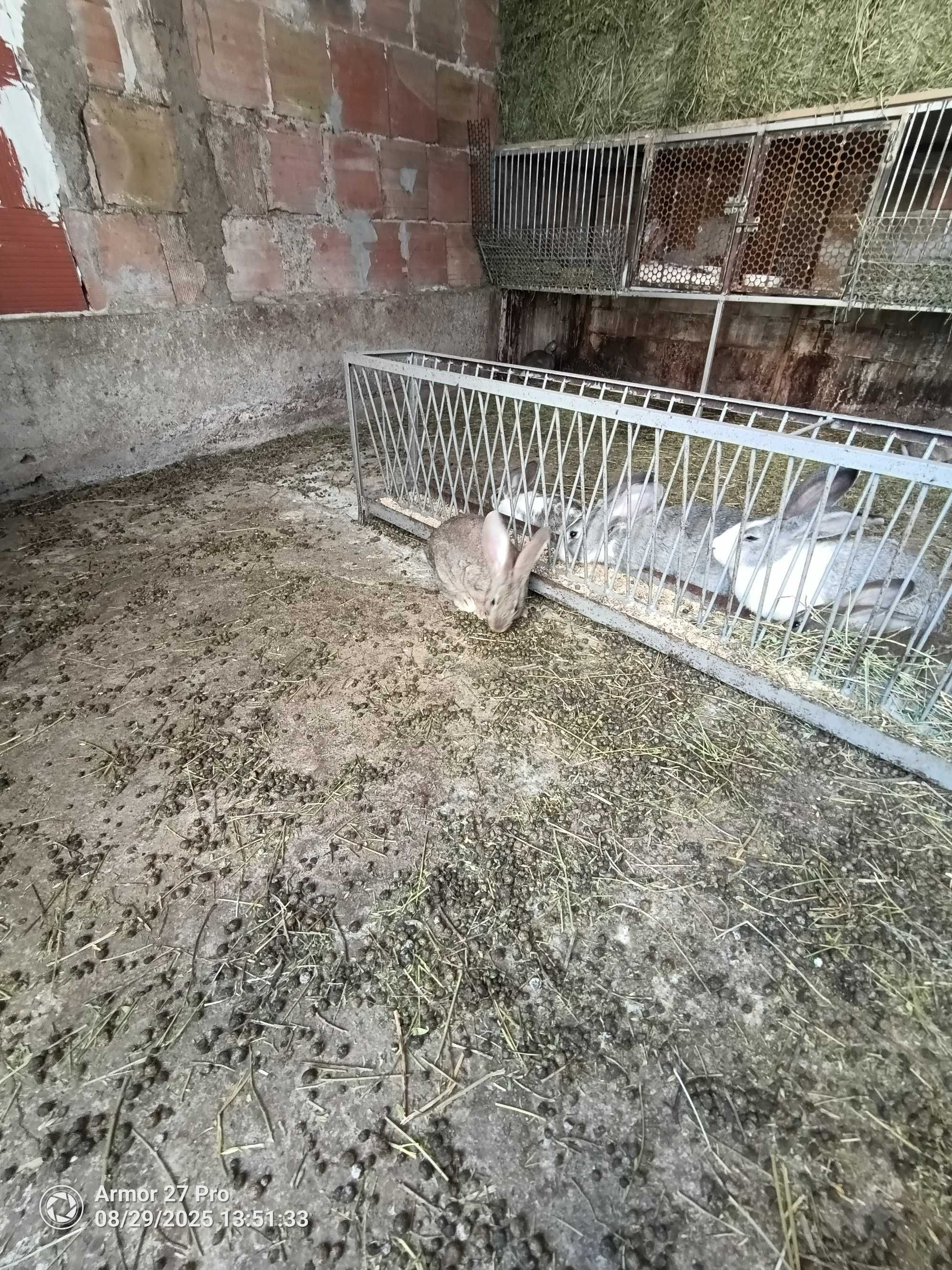 Продавам зайци на различни възрасти
