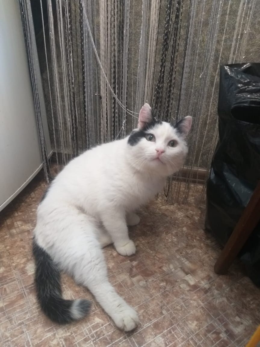 Котик 1, 5 года Жорка самы ласковый в мире!