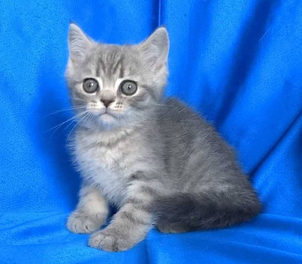 Късокосмести сиви котенца