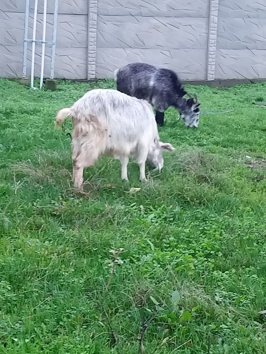 Vând capre gestante