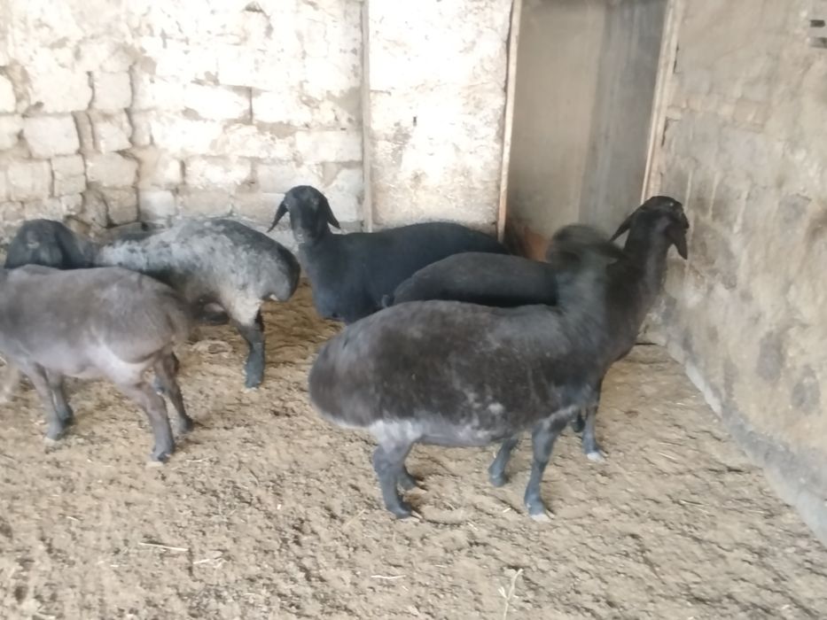 qŏy va tuğmagan bara, yaxshi boqilgan, va zotgayam bõladi, sifati alo!