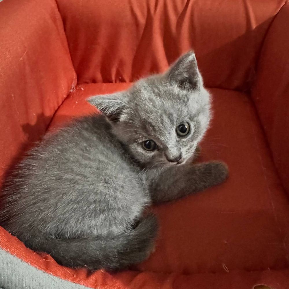 Продаются котята скоттиш страйт