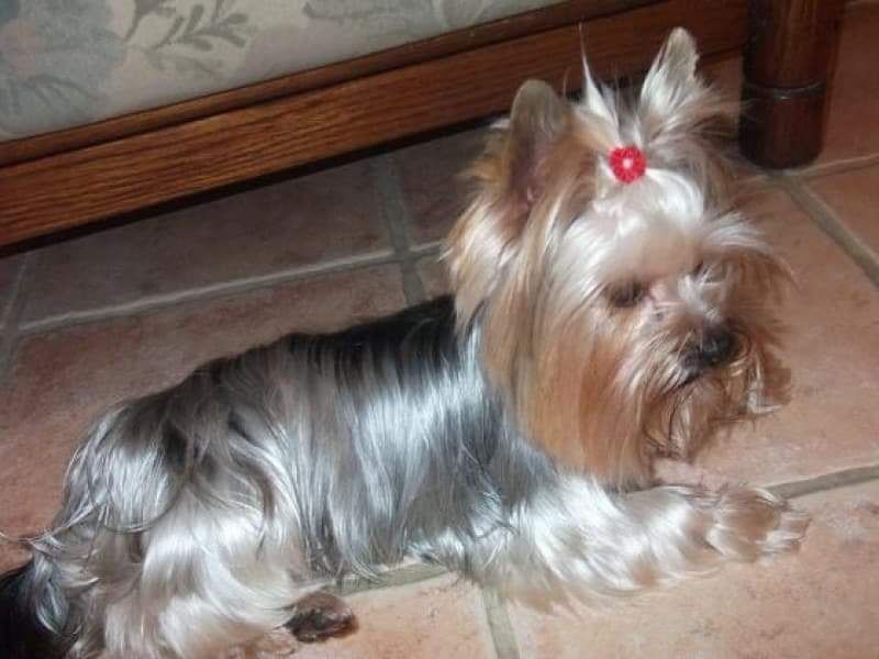 Yorkshire terrier