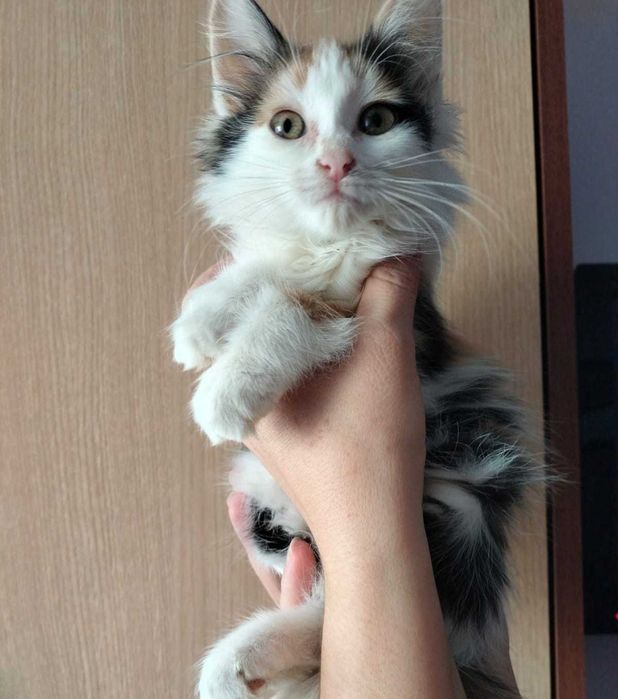 Отлам кошечку в хорошие руки