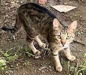 Metis British Shorthair pui, gratuit