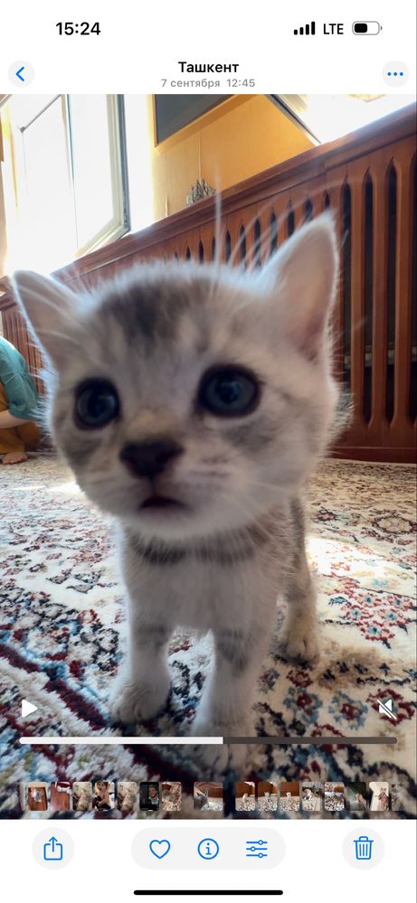 Котята шиншиллы