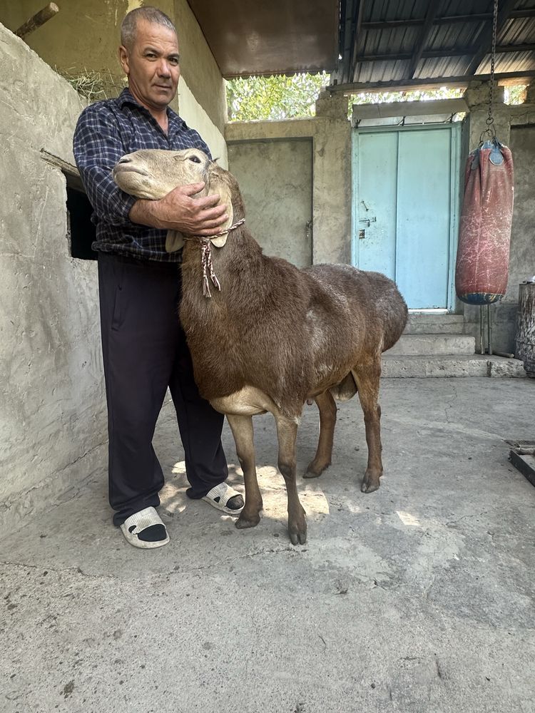 Qoʻyimiz sotiladi zot olqman dganla uchun mqxsus