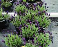 Vindem Lavanda - Purple Elegance- Foarte parfumata + Cadou