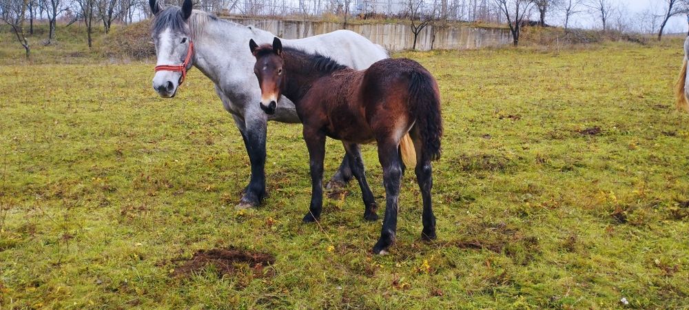 Vând mânji din cai grei