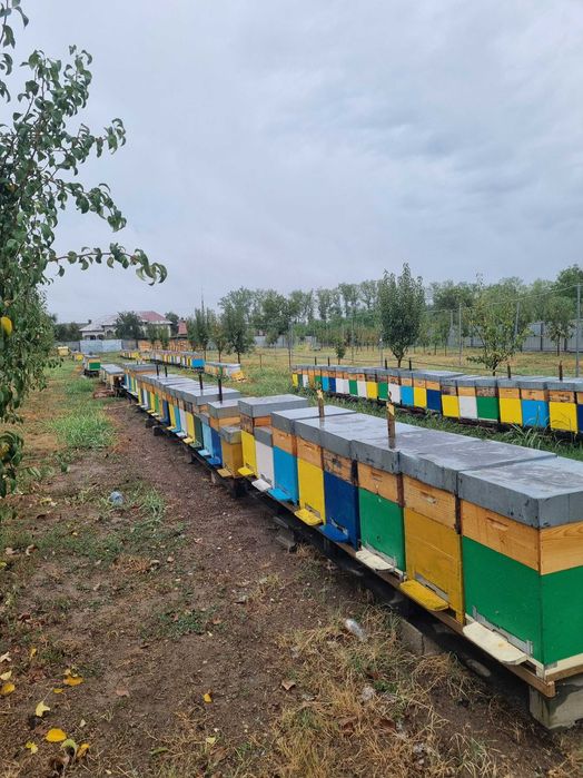 vand miere poliflora 10 t ,salcam  3t, ceara  300kg, certificata bio