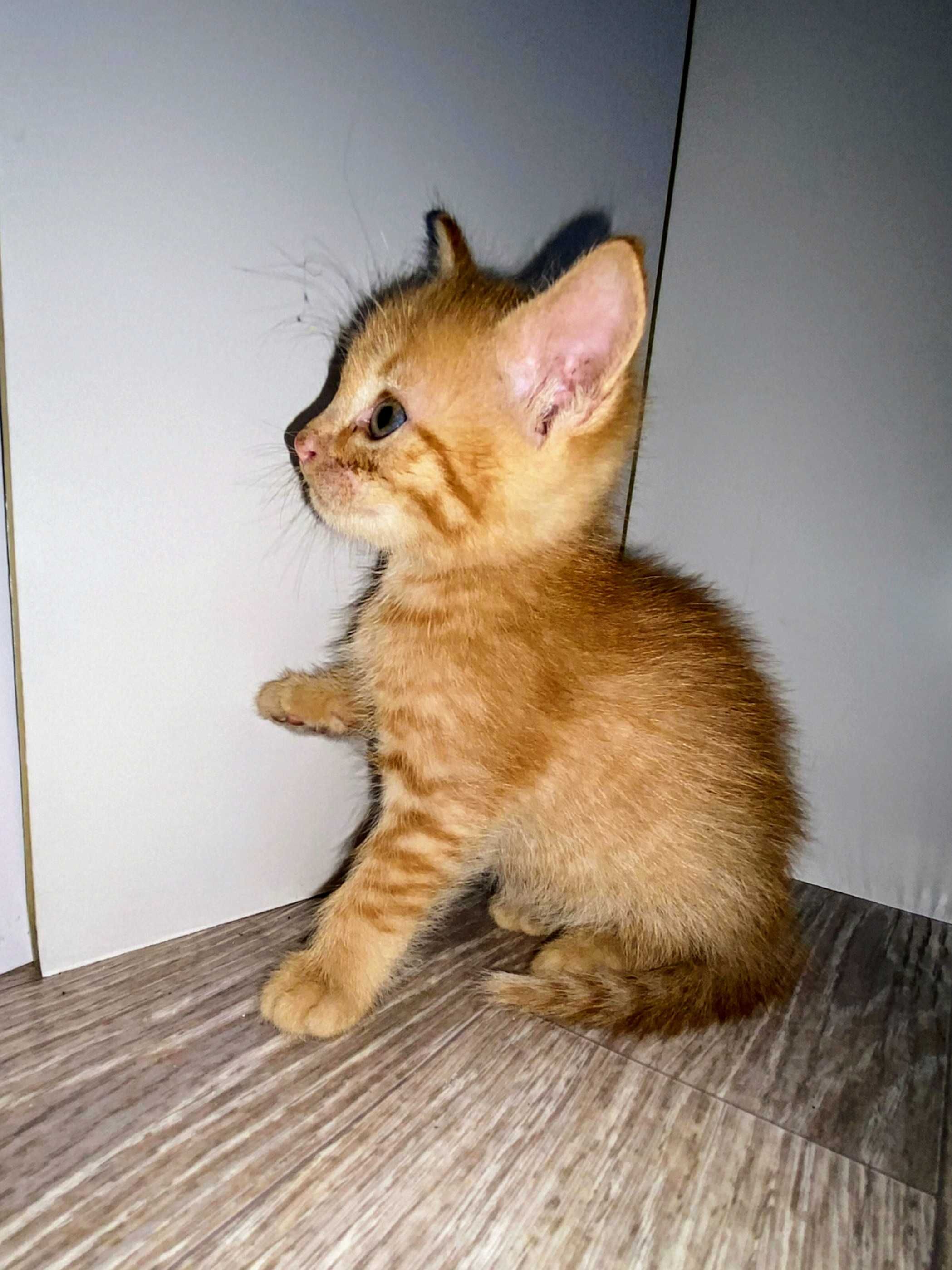 Подарю котят в самые добрые и ответственные руки