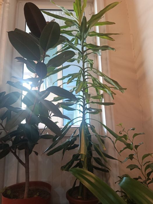 Тувак гул сотилади