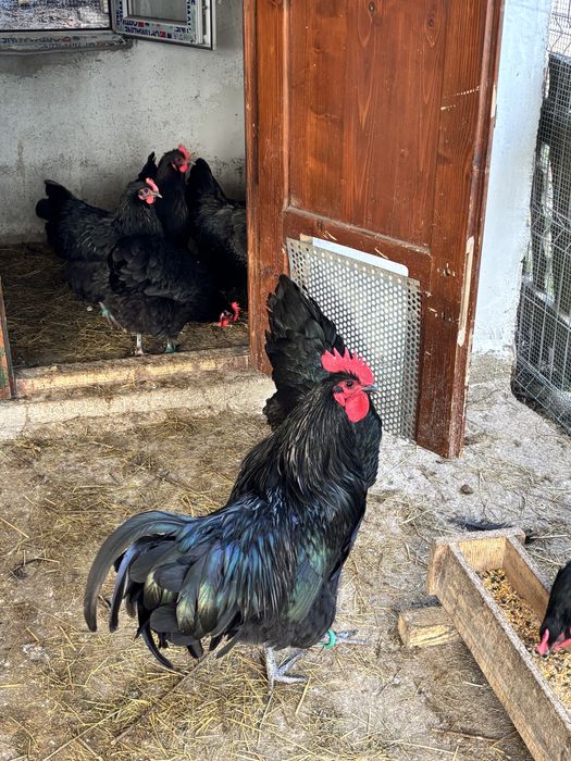 Precomenzi pentru puiisori/ouă de incubat Australorp Negru