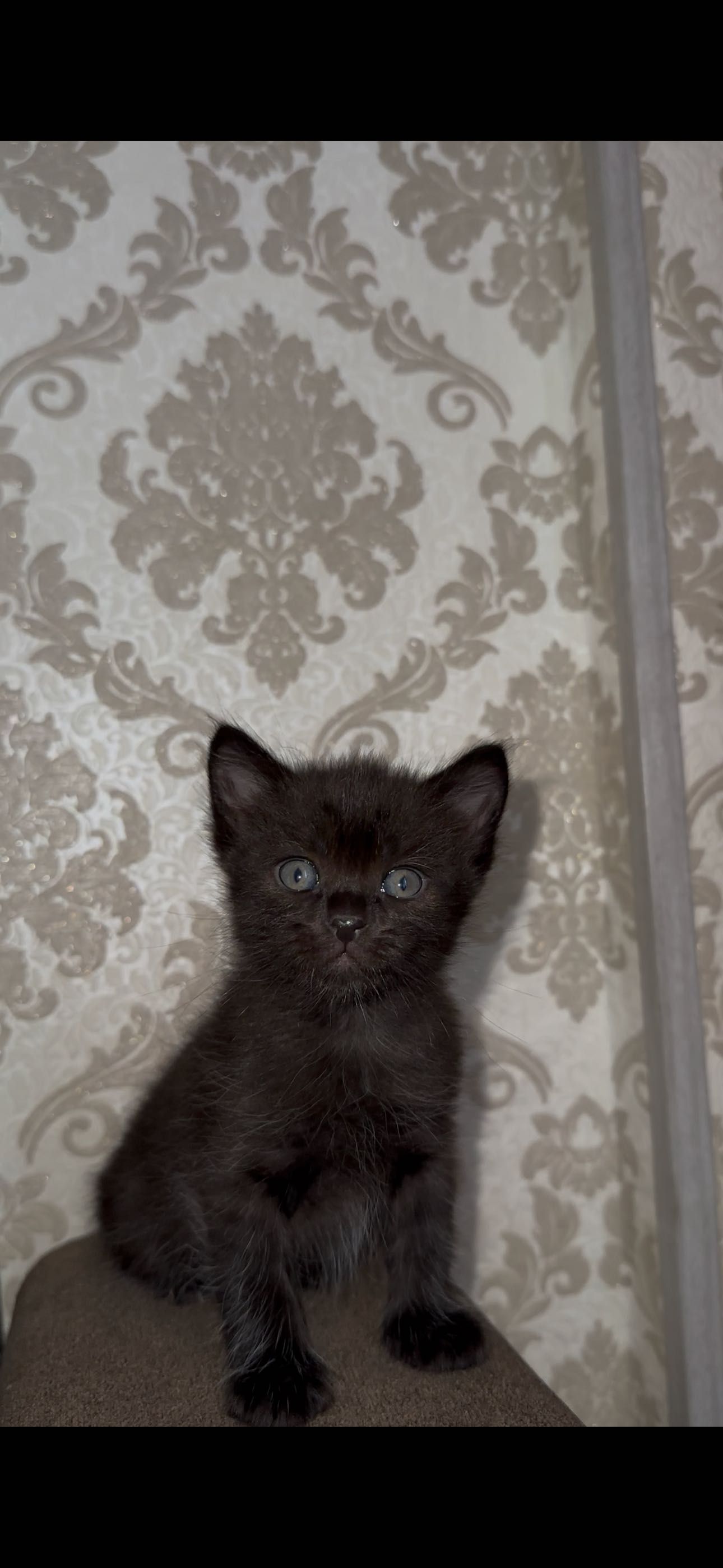 Котенок маленький