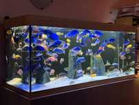 Acvariu Juwel 450 litri 150x50x60 complet cu Ciclide Africane
