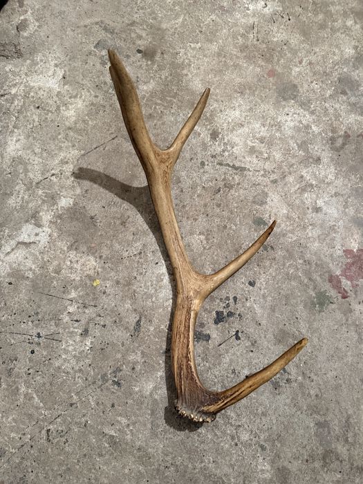 Продавам рог от елен