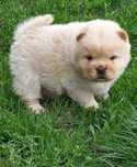 Chow Chow pui cu pedigree
