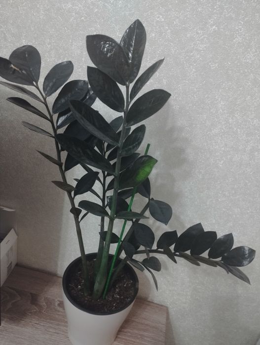 Замиокулькас черный ворон, район Евразии