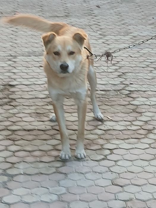 Отличный охраник