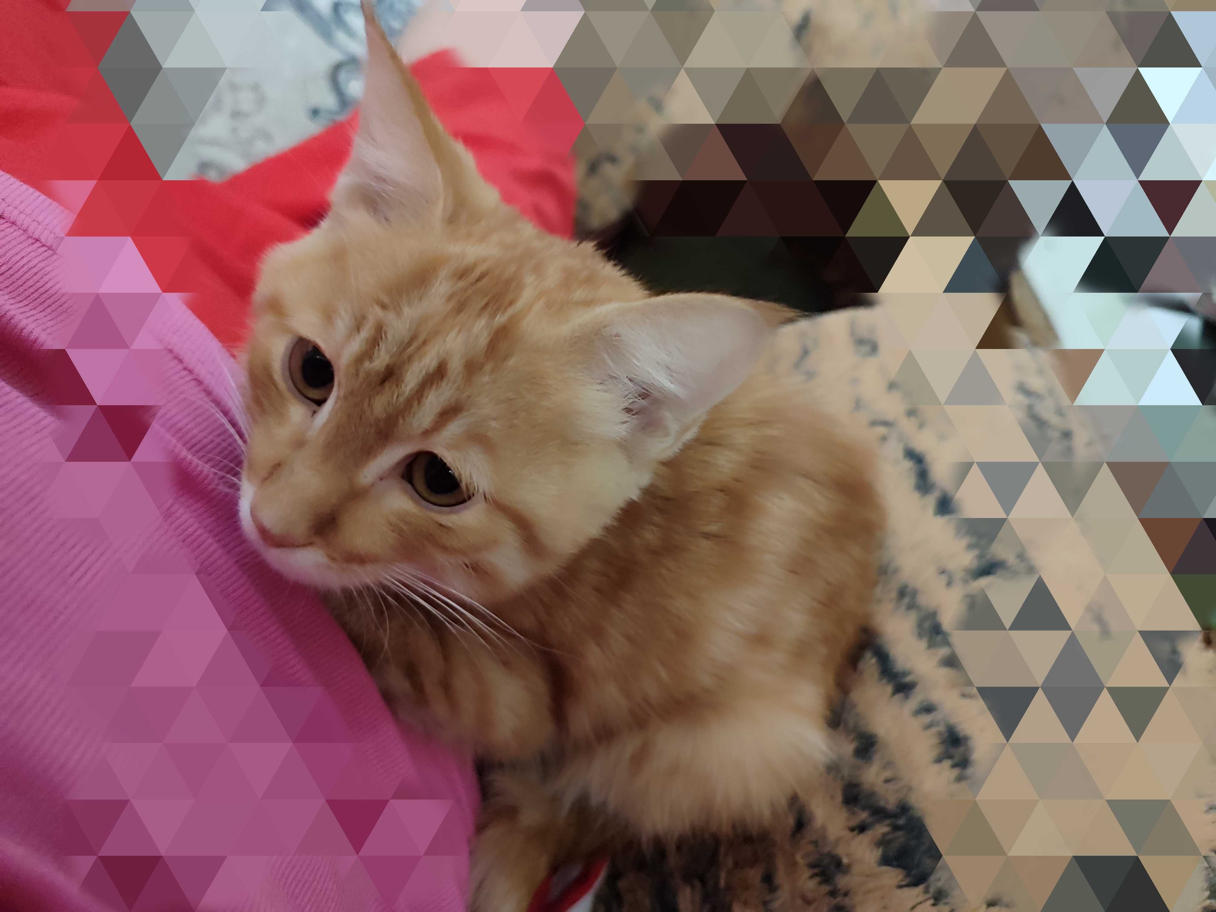 Котята,  доброму сердцу и в теплый дом.