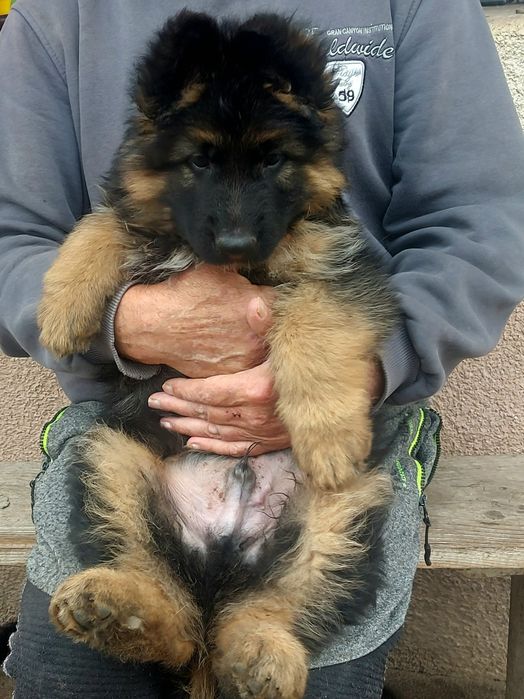 Свободни бебета чакат своите любящи стопани на 2,5м