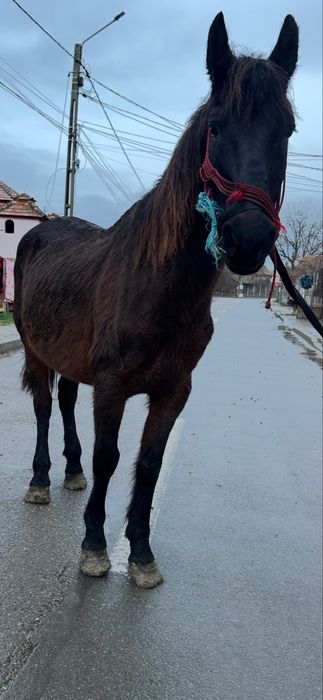 De vanzare cal castrat de 12 ani  trage fff bn la utilaje fff bland